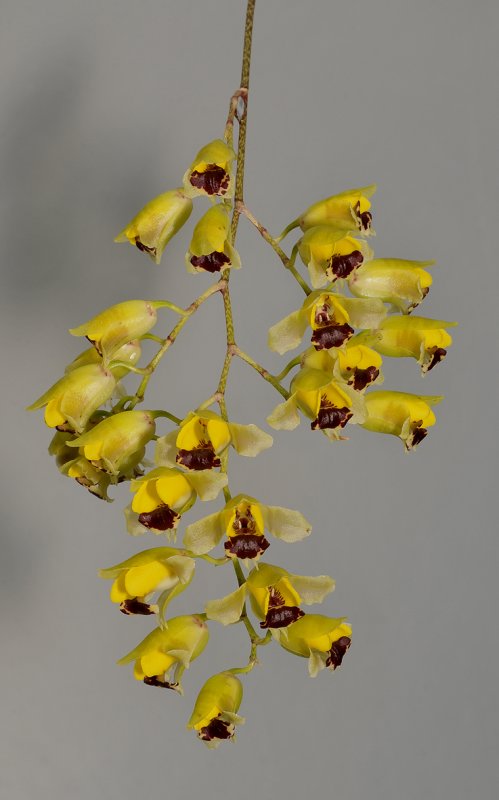 Gomesa echinata