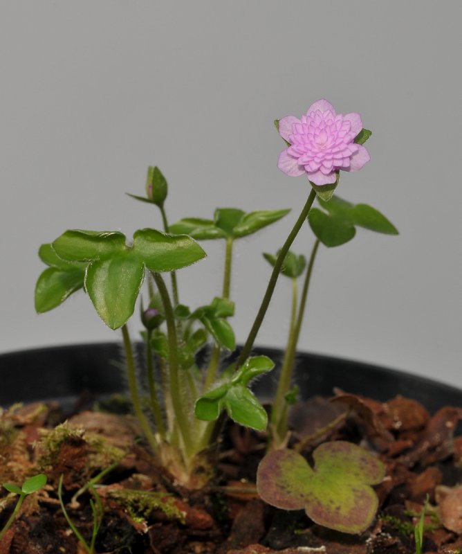 Hepatica nobilis japonica Orihime