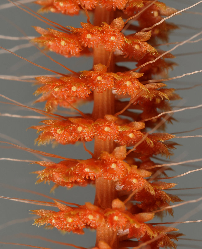 Oberonia sp. Close-up.