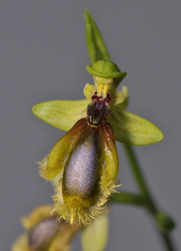 Ophrys speculum subsp. lusitanica