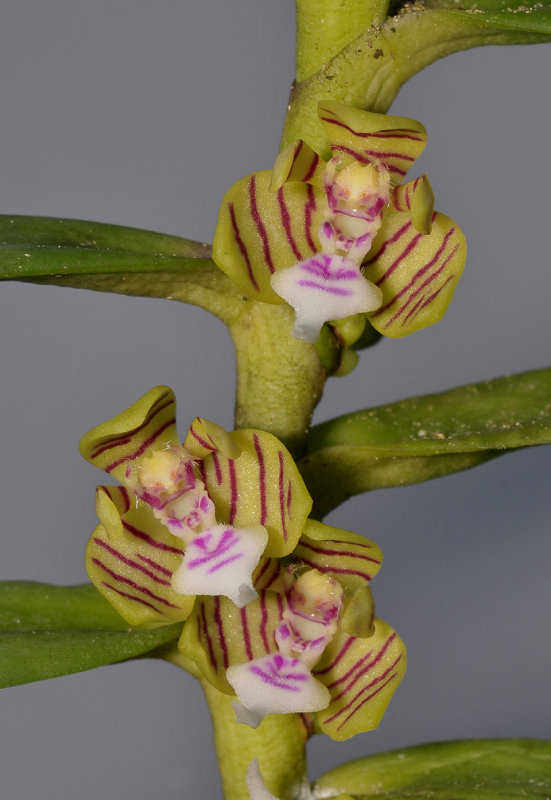 Trichoglottis geminata. Closer.