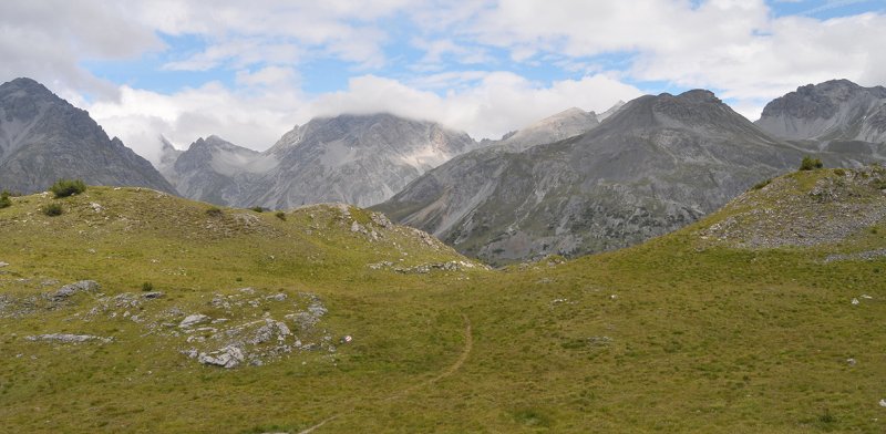Alpine grassland with Edelweis G. rhelicanii and C. alpina