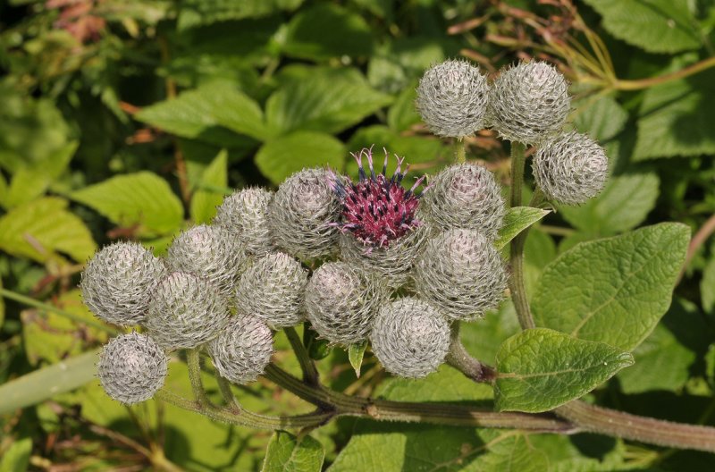 Arctium tometosum