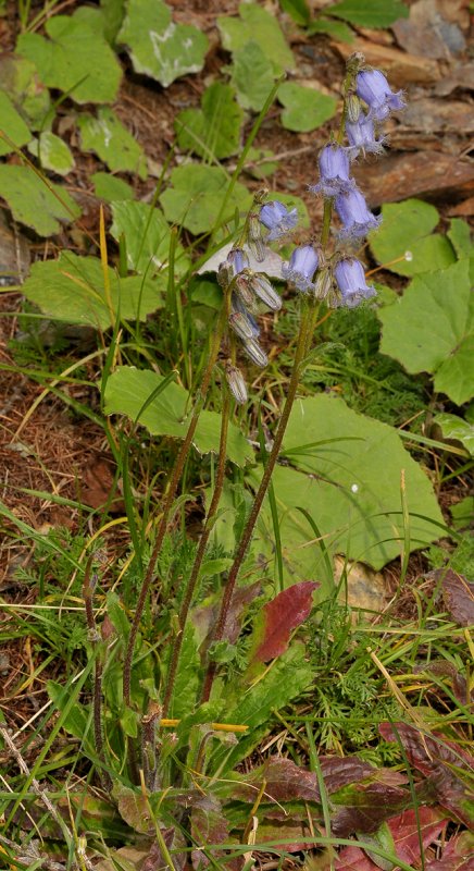 Campanula barbata