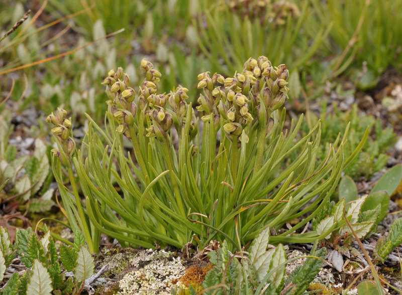 Chamorchis alpina