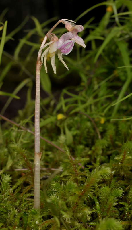 Epipogium aphyllum