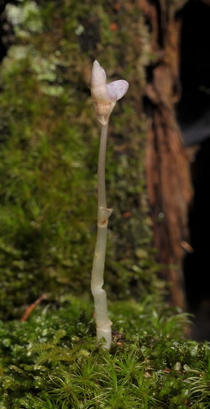 Epipogium aphyllum in bud.
