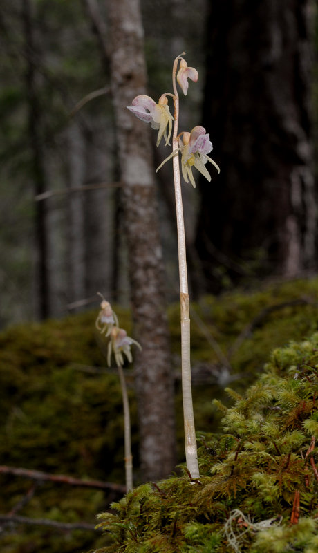 Epipogium aphyllum