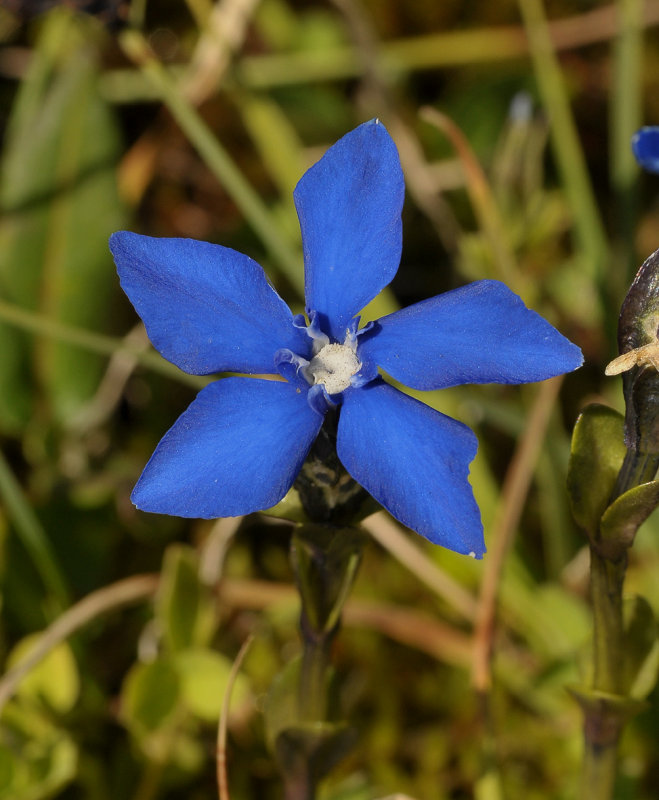 Gentiana bavarica. Close-up.