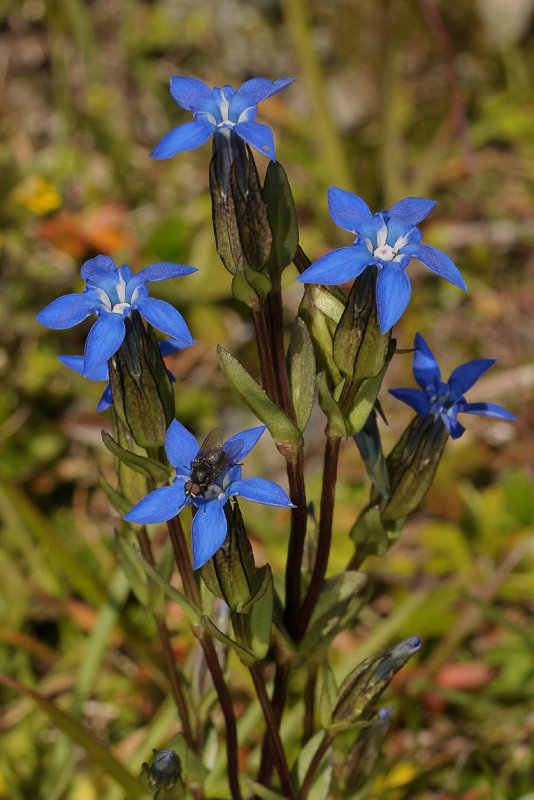 Gentiana nivalis. Closer.