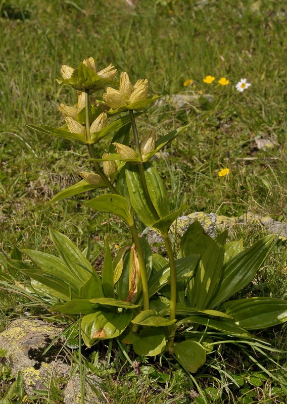 Gentiana punctata
