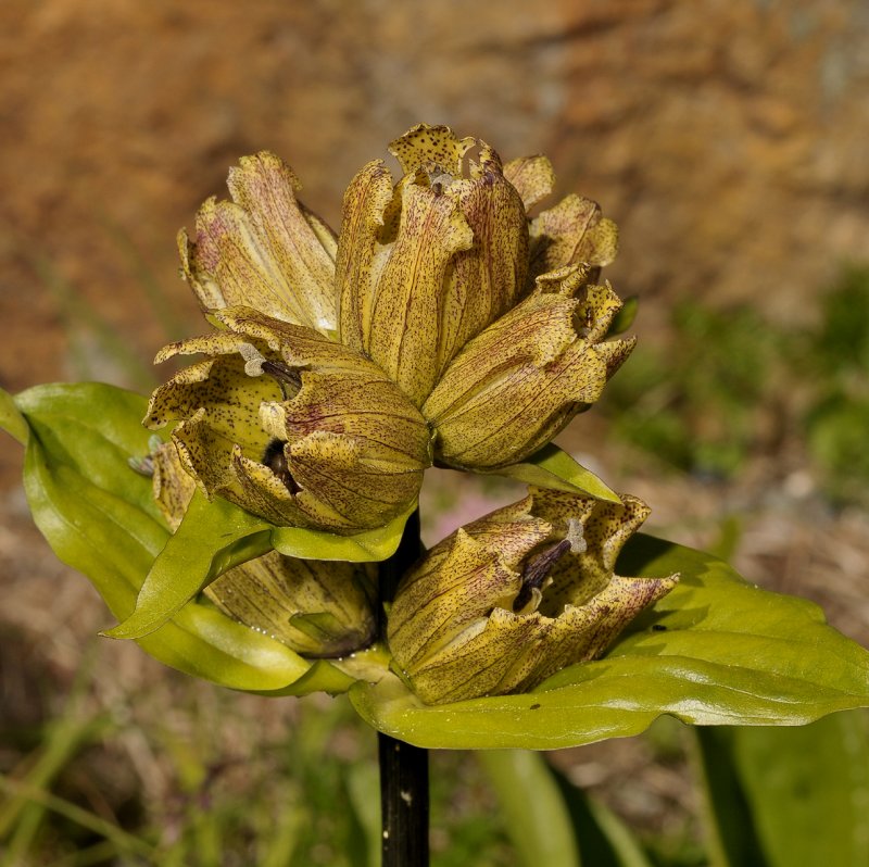 Gentiana punctata. Close-up