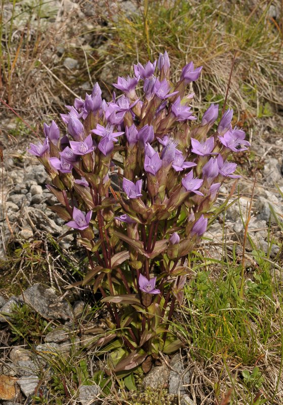 Gentianella campestris