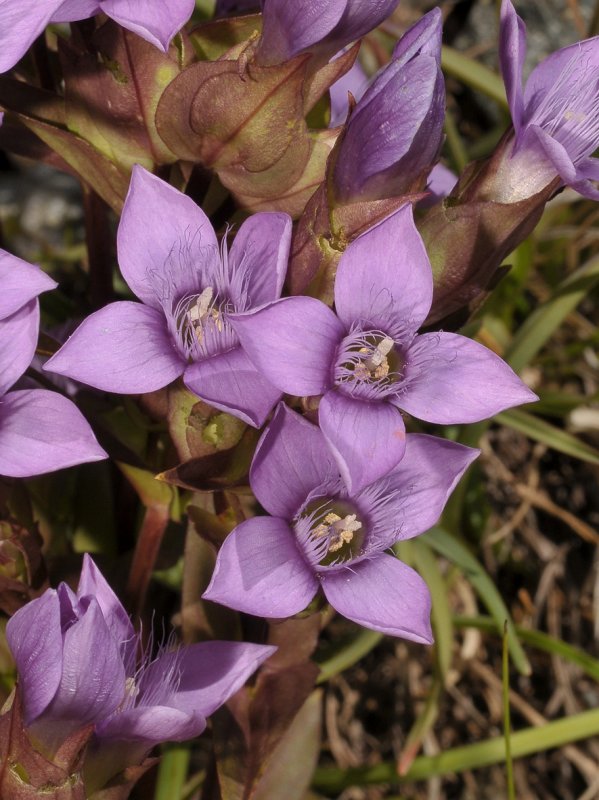 Gentianella campestris. Close-up