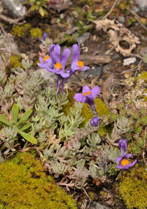 Linaria alpina