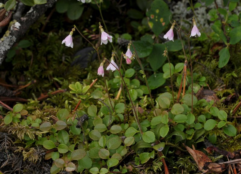 Linnaea borealis
