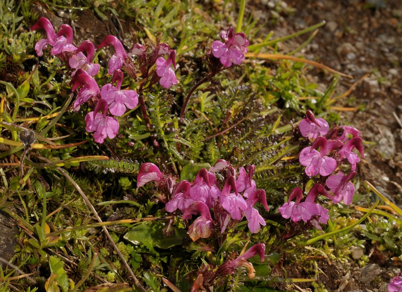 Pedicularis sp. Fluelapass