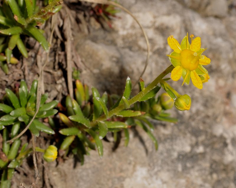 Saxifraga aizoides