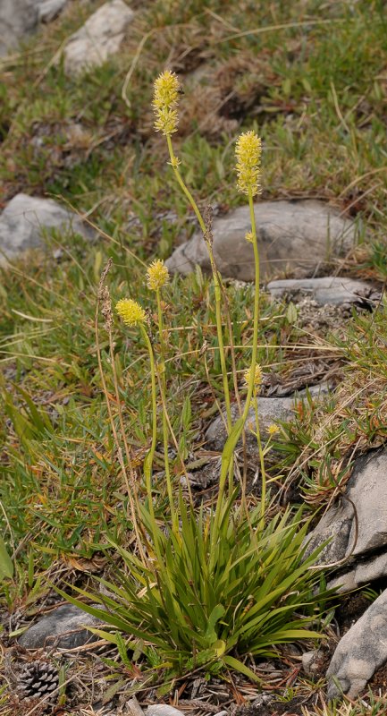 Tofieldia calyculata.