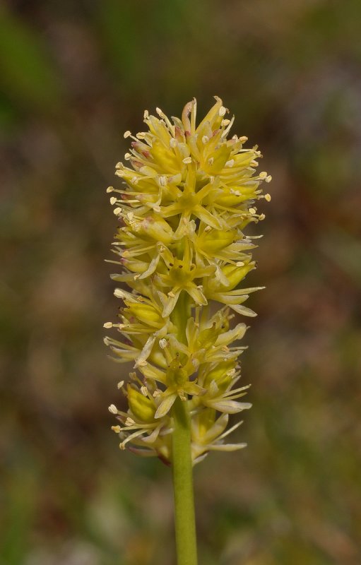 Tofieldia calyculata. Close-up.