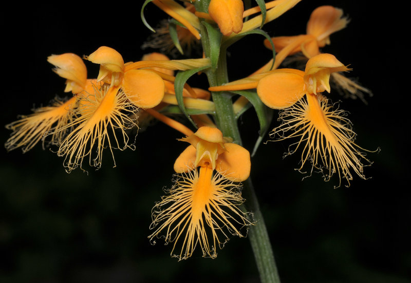 Platanthera ciliaris. Closer.