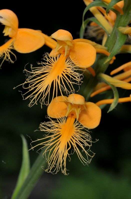 Platanthera ciliaris. Closer.