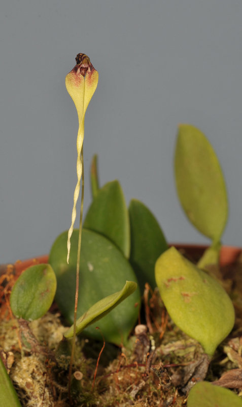 Bulbophyllum contortisepalum