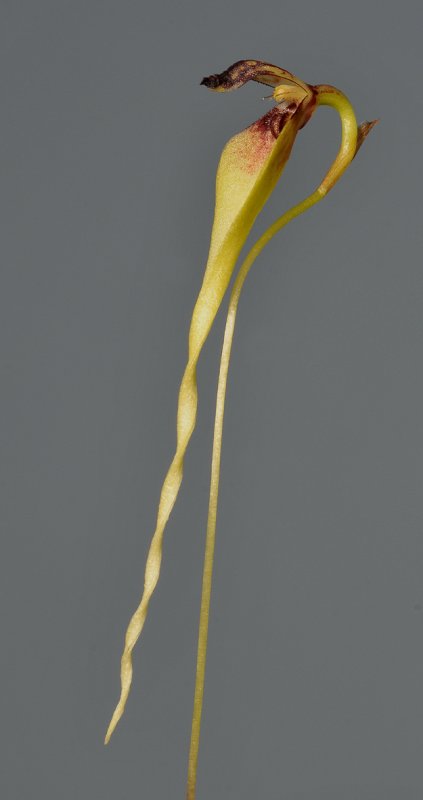 Bulbophyllum contorisepalum. Closer.