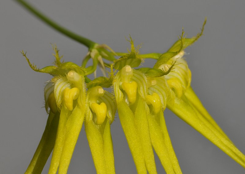 Bulbophyllum pecten-veneris. Close-up.