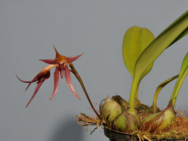 Bulbophyllum levanae