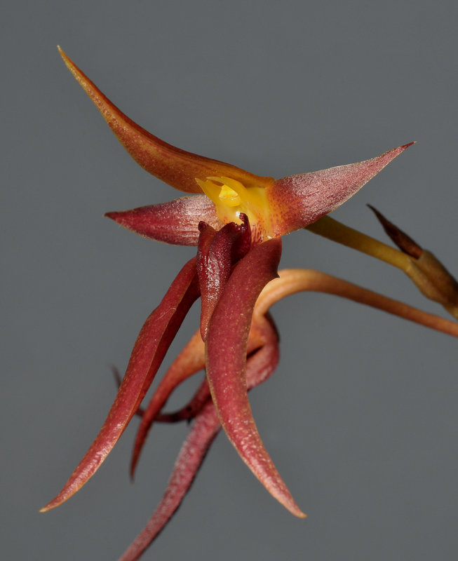 Bulbophyllum levanae. Close-up.
