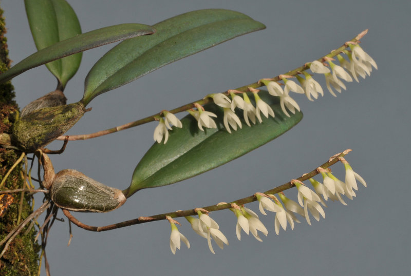 Bulbophyllum oxychilum. Closer.