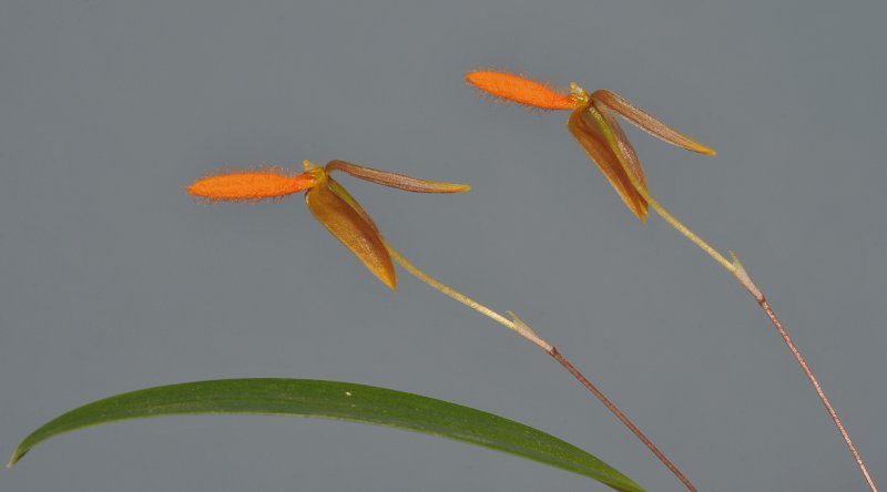 Bulbophyllum pyroglossum