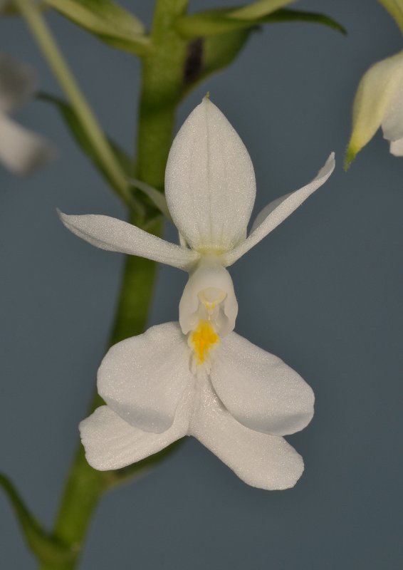 Calanthe coodei