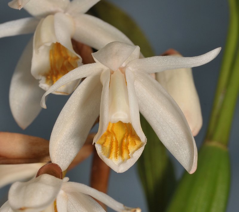 Coelogyne rhabdobulbon. Close-up.
