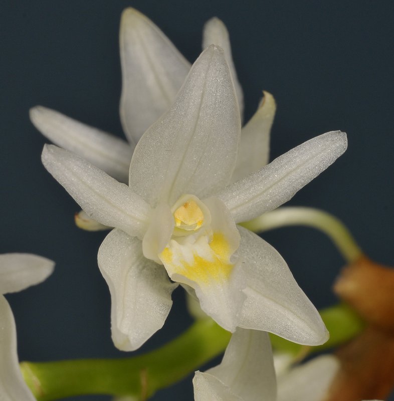 Coelogyne flexuosa. Close-up.