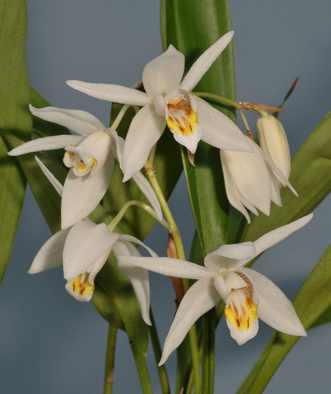 Coelogyne huettneriana. Closer.