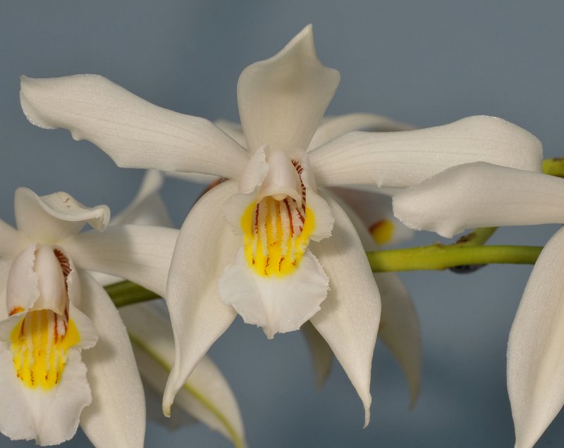 Coelogyne sanderiana. Close-up.