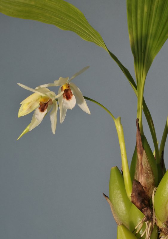 Coelogyne sp. aff. fragrans.