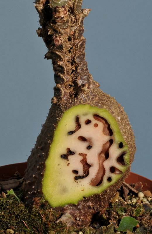 Myrmecodia echinata