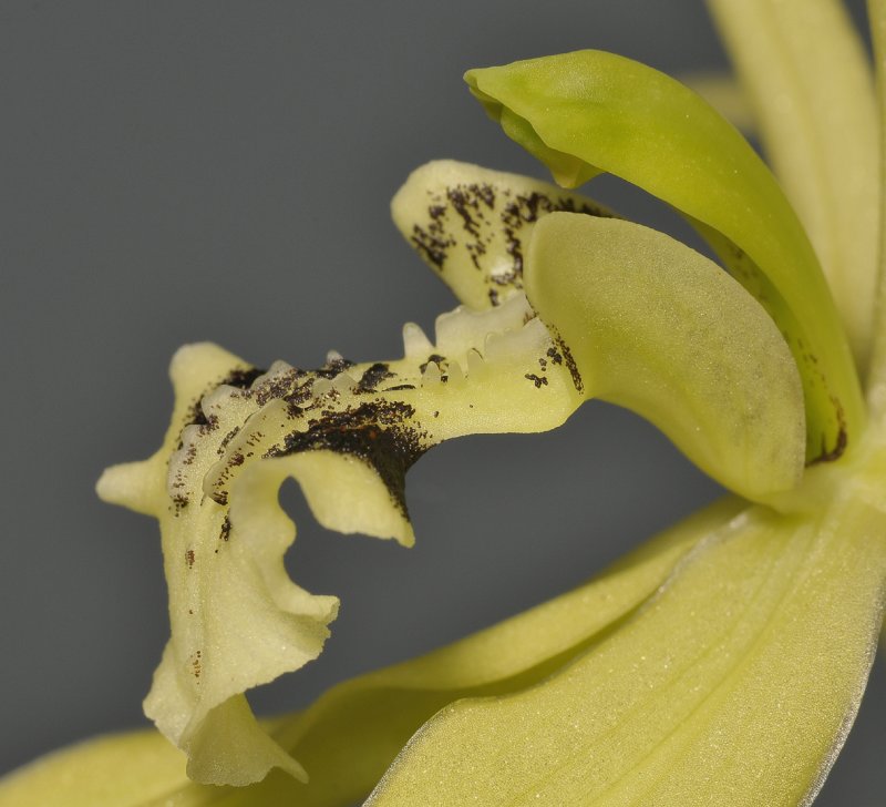 Coelogyne brachyptera. Close-up lip side.