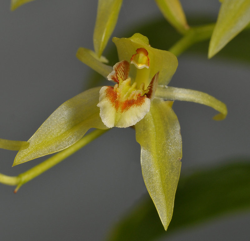 Coelogyne chloroptera. Close-up.