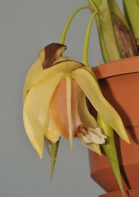 Coelogyne septemcostata. Close-up.