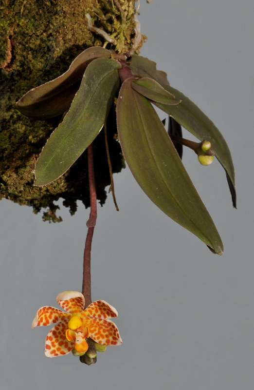 Dryadorchis dasystele