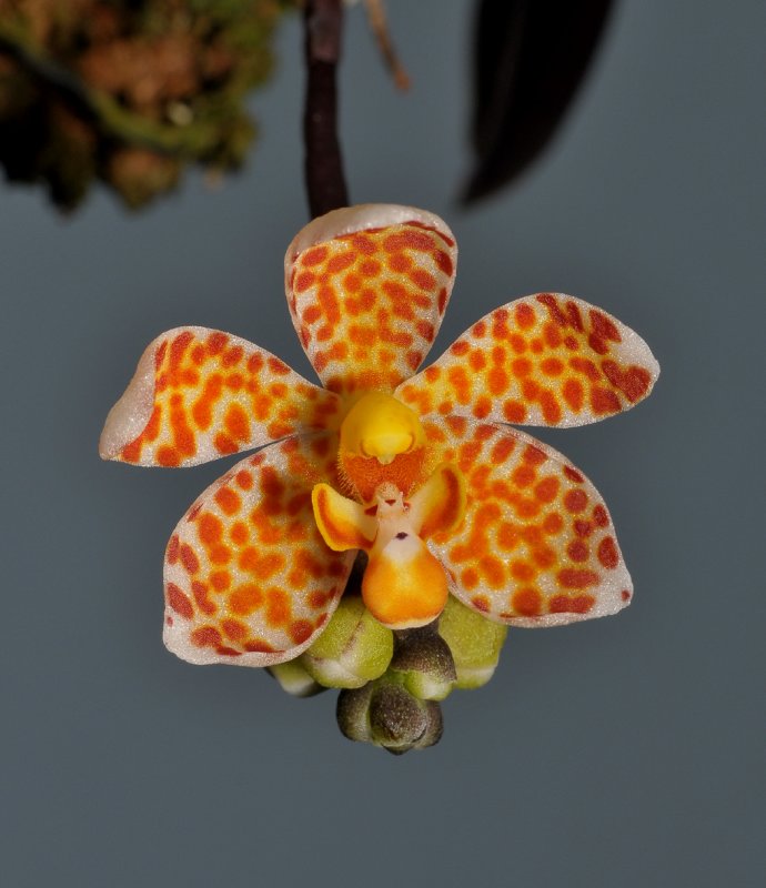 Dryadorchis dasystele. Close-up.