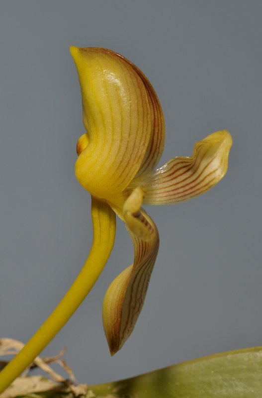 Bulbophyllum hahlianum. Close-up side.