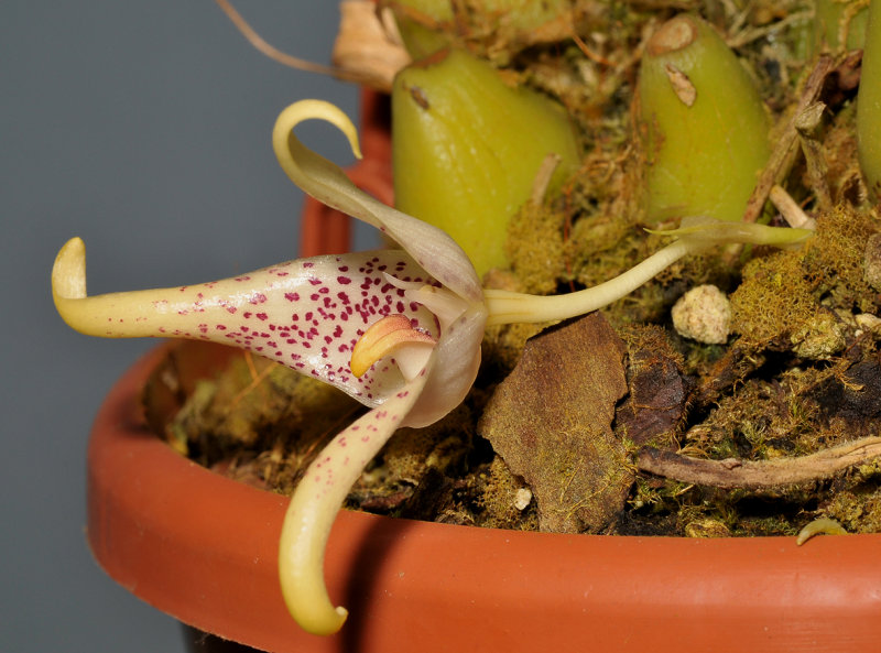 Bulbophyllum sp. Closer side.