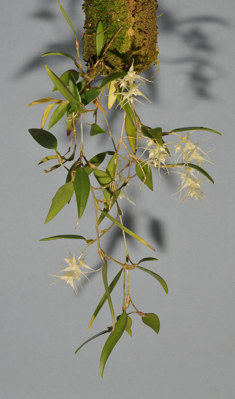 Bulbophyllum trifilum subsp. trifilum