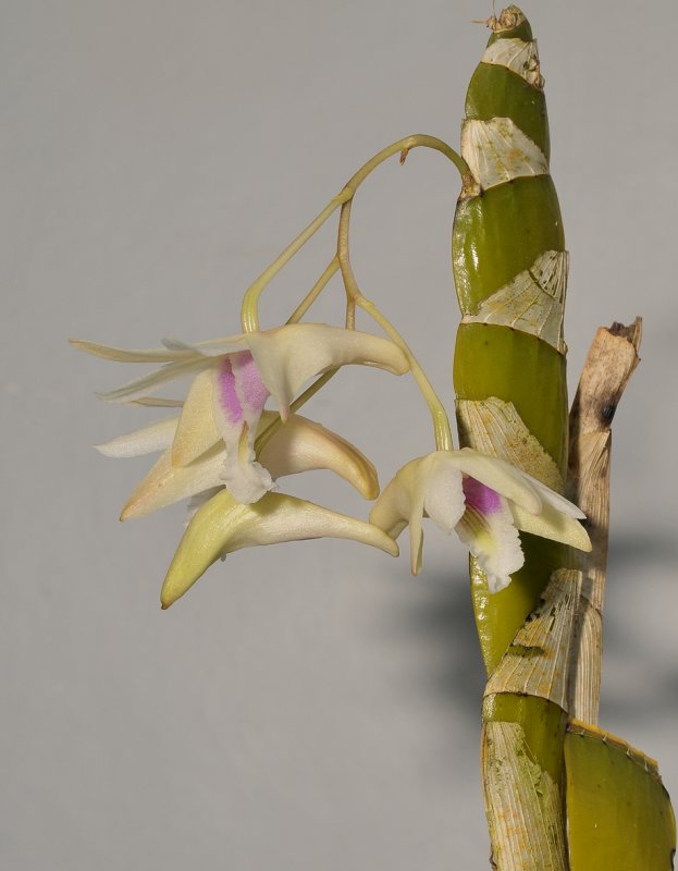 Dendrobium treubii