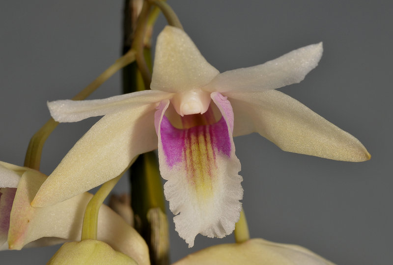 Dendrobium treubii. Close-up.